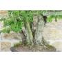 9 - Hawthorn Grove (24)