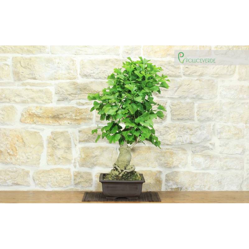 hanging plant stand Outsunny Metal Tall Plant Stand with Trellis and Hanging Bar, Plant Holder for Indoor Outdoor Use, 36