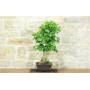3 - Ginkgo Biloba Bonsai (14)
