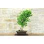 4 - Ginkgo Biloba Bonsai (14)
