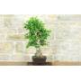 5 - Ginkgo Biloba Bonsai (14)