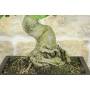 6 - Ginkgo Biloba Bonsai (14)