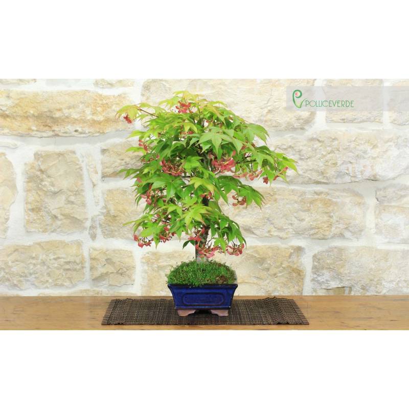 bonsai da interno Bonsai ginseng  Simegarden