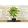 3 - Deshojo Palmate Maple Bonsai (78)