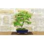 4 - Deshojo Palmate Maple Bonsai (78)