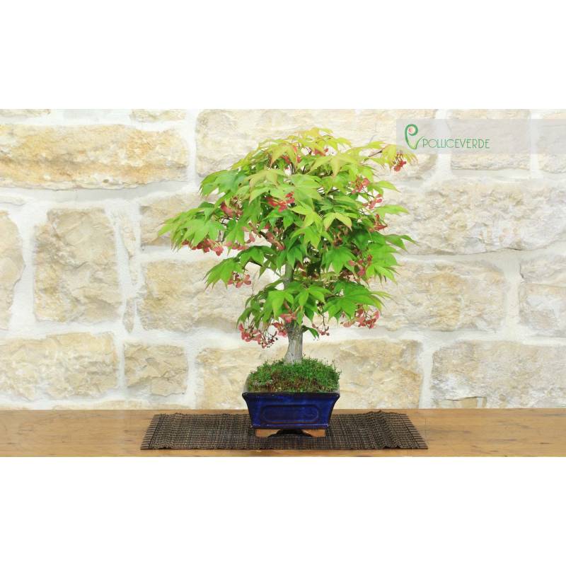 Palmen-Ahorn Deshojo Bonsai (78) | 240,00  | Pollice Verde