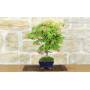 5 - Deshojo Palmate Maple Bonsai (78)