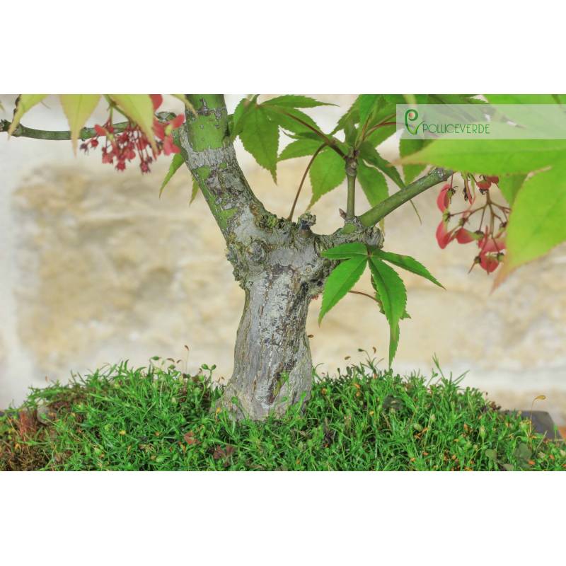 Palmen-Ahorn Deshojo Bonsai (78) | 240,00  | Pollice Verde
