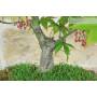 6 - Bonsai di Acero Palmato (78)