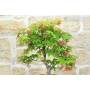 7 - Deshojo Palmate Maple Bonsai (78)