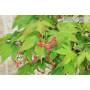 8 - Deshojo Palmate Maple Bonsai (78)