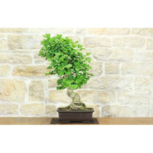 Bonsaïs de Ginkgo Biloba (14)