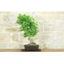 Ginkgo Biloba Bonsai (14)