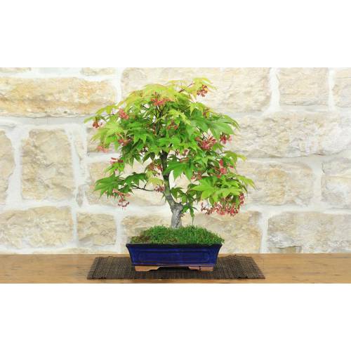 Deshojo Palmate Maple Bonsai (78)