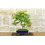 Deshojo Palmate Maple Bonsai (78)