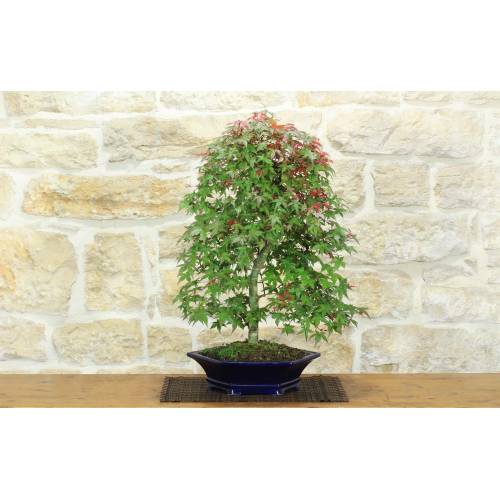 1 - Bonsai di Acero Palmato Deshojo (86)