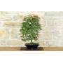 4 - Bonsai di Acero Palmato Deshojo (86)