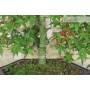 5 - Bonsai di Acero Palmato Deshojo (86)