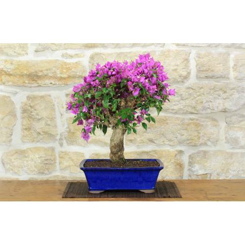 1 - Bonsai di Bougainvillea Sanderiana (135)