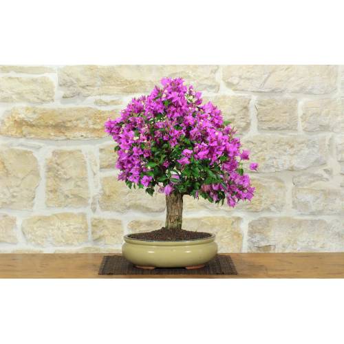 1 - Bonsai di Bougainvillea Sanderiana (136)
