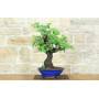 3 - Bonsai di Cercis - Albero di Giuda (79)