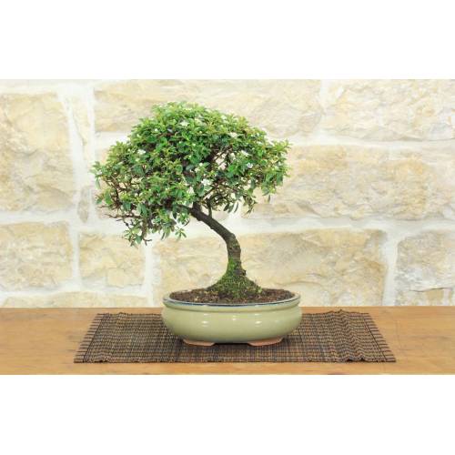 1 - Bonsai di Cotoneaster Microphylla (107)