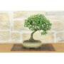 3 - Bonsai di Cotoneaster Microphylla (107)