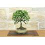 4 - Bonsai di Cotoneaster Microphylla (107)
