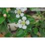 7 - Bonsai di Cotoneaster Microphylla (107)