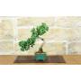 1 - Bonsai di Ginkgo Biloba (16)