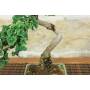 5 - Bonsai di Ginkgo Biloba (16)