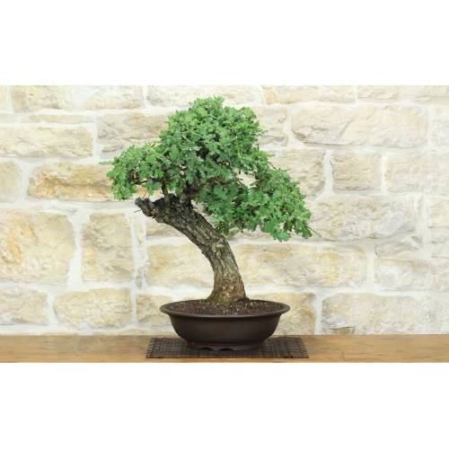 1 - Bonsai di Quercia Roverella (59)