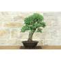 2 - Bonsai di Quercia Roverella (59)