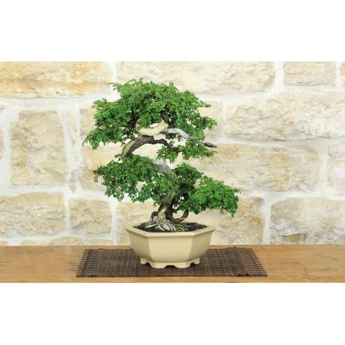 1 - Bonsai di Zelkova Parvifolia (11).
