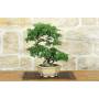 1 - Bonsai di Zelkova Parvifolia (11).