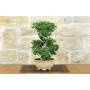 2 - Bonsai di Zelkova Parvifolia (11).