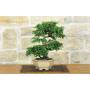 3 - Bonsai di Zelkova Parvifolia (11).