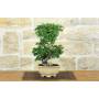 4 - Bonsai di Zelkova Parvifolia (11).