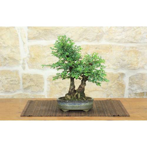 1 - Bonsai di Zelkova Parvifolia (12).