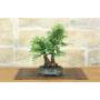 3 - Bonsai di Zelkova Parvifolia (12).