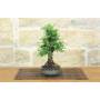 4 - Bonsai di Zelkova Parvifolia (12).