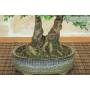 5 - Bonsai di Zelkova Parvifolia (12).