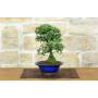 3 - Cotoneaster Microphylla Bonsai (105)