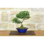 4 - Cotoneaster Microphylla Bonsai (105)