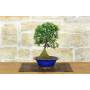 5 - Cotoneaster Microphylla Bonsai (105)
