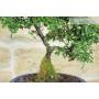 6 - Cotoneaster Microphylla Bonsai (105)