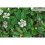 7 - Cotoneaster Microphylla Bonsai (105)