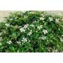 8 - Cotoneaster Microphylla Bonsai (105)