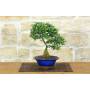 Cotoneaster Microphylla Bonsai (105)