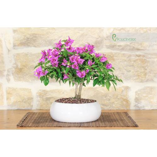 1 - Bougainvillea bonsai in shallow bowl